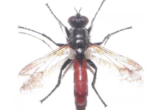 Cylindromyia bicolor