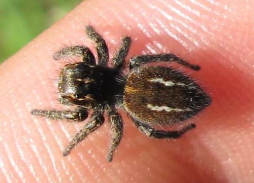 Philaeus chrysops