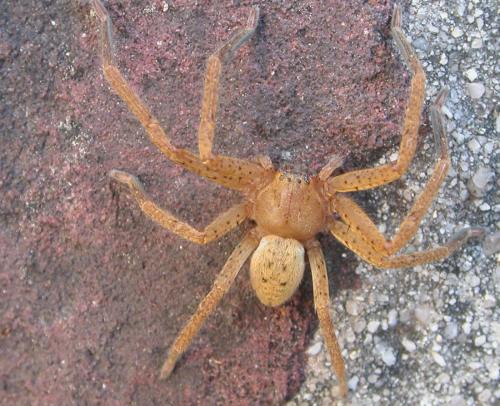 Réf. 70 664 : Olios argelasius