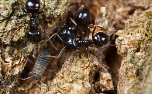 Lasius fuliginosus