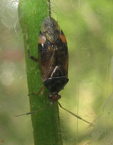 Réf. 70 779 : Deraeocoris flavilinea