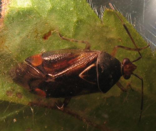 Deraeocoris flavilinea