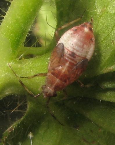 Réf. 70 614 : Deraeocoris flavilinea