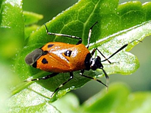 Deraeocoris punctum