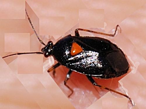 Deraeocoris ribauti