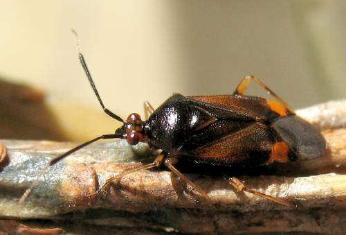 Réf. 70 991 : Deraeocoris ruber