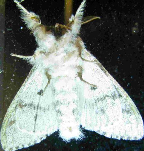 Calliteara pudibunda