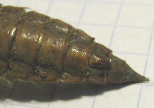 Cordulegaster boltonii