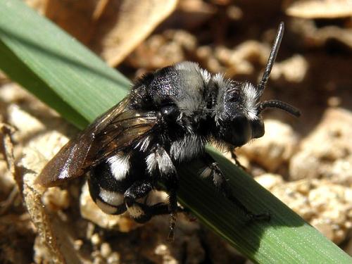 Réf. 70 137 : Melecta sp.