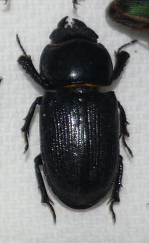 Dorcus sewertzowi