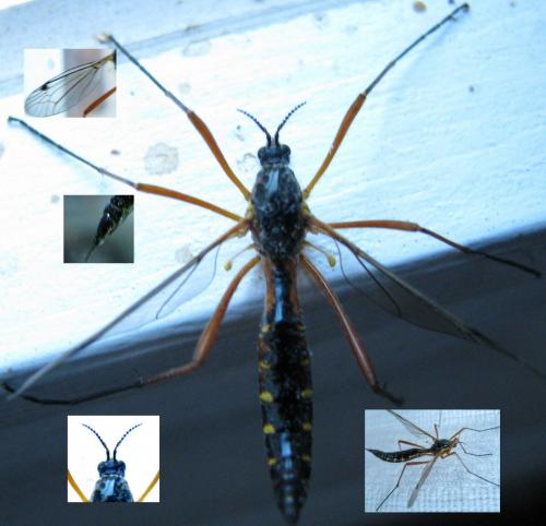 Ctenophora pectinicornis