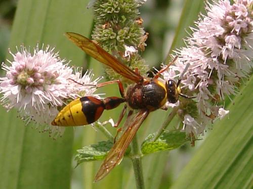 Réf. 70 707 : Delta unguiculatum