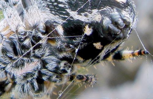 Araneus sp.