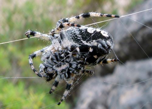 Araneus circe