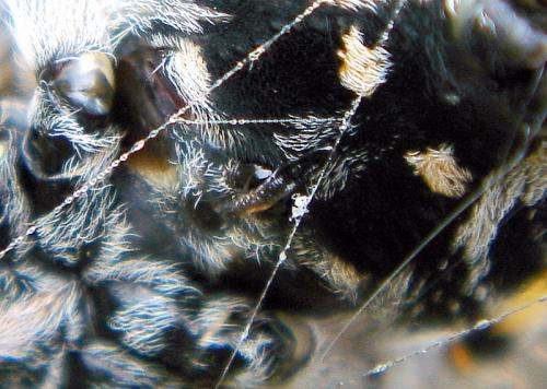 Araneus circe
