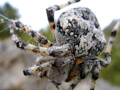 Réf. 70 411 : Araneus circe