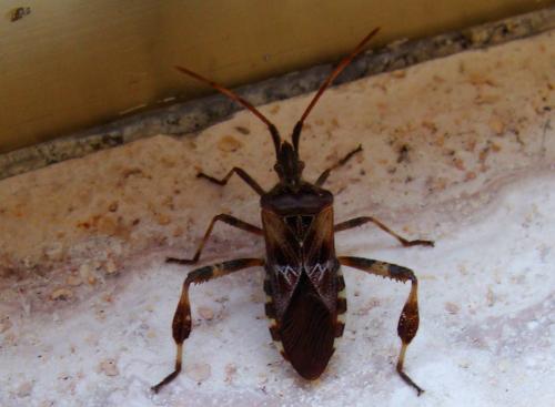 Réf. 70 070 : Leptoglossus occidentalis