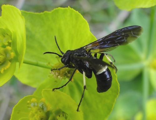 Réf. 70 327 : Cephaledo bifasciata bifasciata