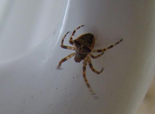 Réf. 70 054 : Gibbaranea sp.