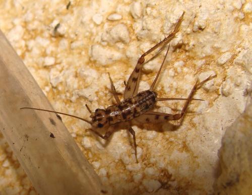 Gryllomorpha dalmatina dalmatina