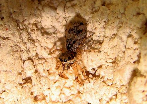 Salticus mutabilis