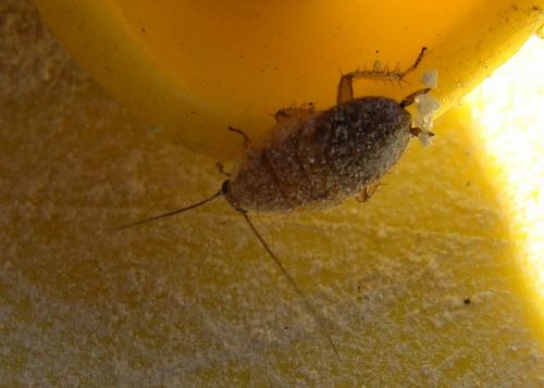 Réf. 70 290 : Ectobius sp.