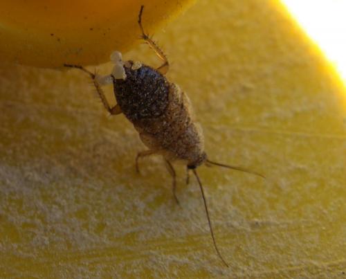 Ectobius sp.
