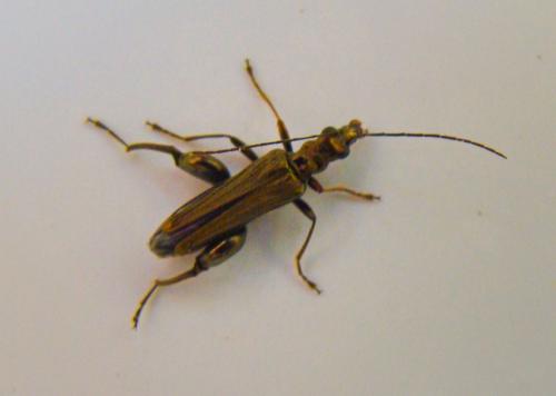Oedemera flavipes
