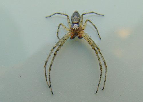 Philodromus sp.