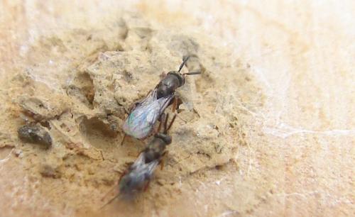 Monodontomerus sp.