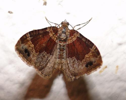 Réf. 70 517 : Xanthorhoe sp.