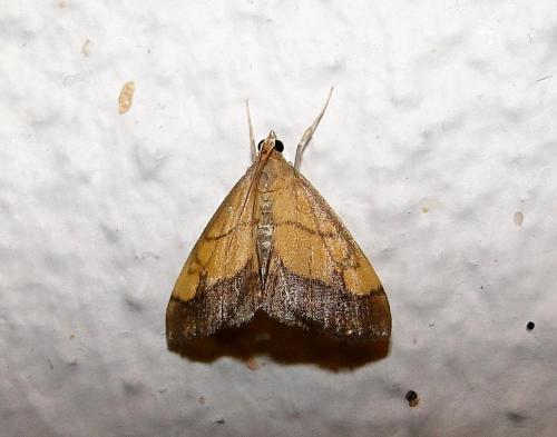 Réf. 70 464 : Evergestis limbata