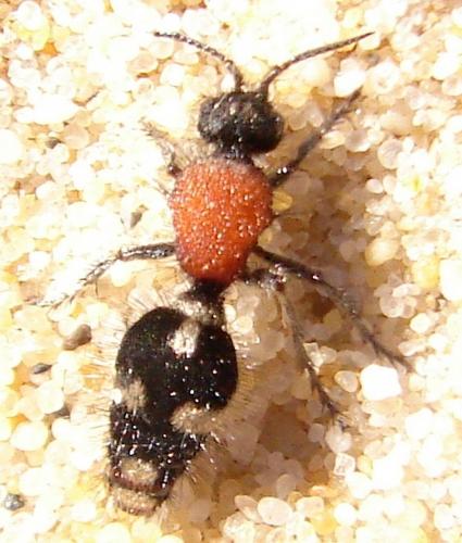 Dasylabris maura