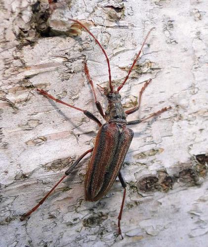 Oxymirus cursor