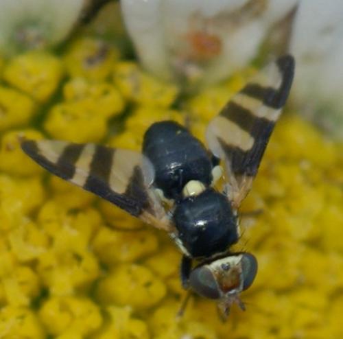 Réf. 70 087 : Urophora quadrifasciata