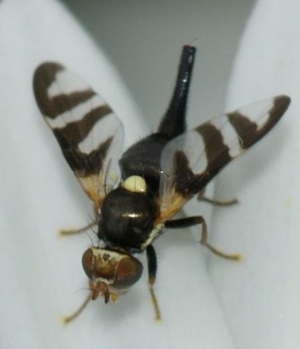 Réf. 70 084 : Urophora quadrifasciata