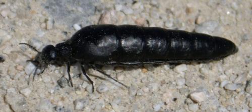 Berberomeloe majalis