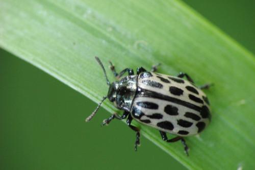 Réf. 70 995 : Chrysomela vigintipunctata