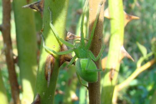 Micrommata virescens