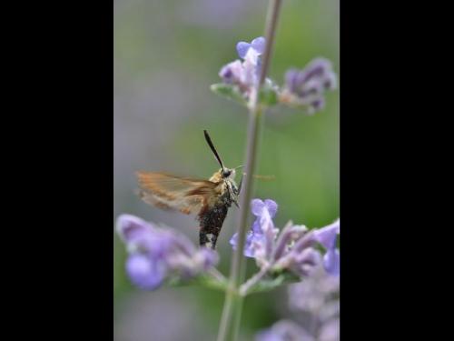 Hemaris fuciformis