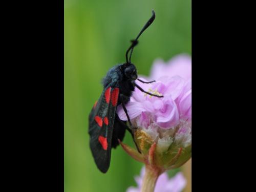 Zygaena trifolii