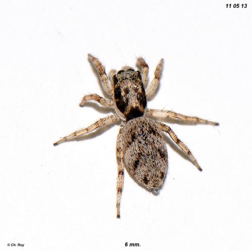 Salticus mutabilis