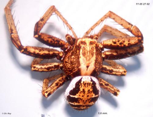 Xysticus kochi