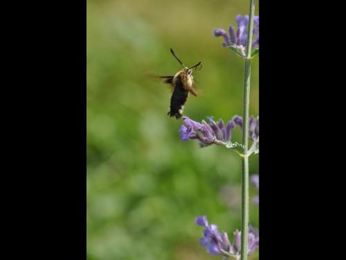 Hemaris fuciformis