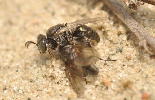 Oxybelus bipunctatus
