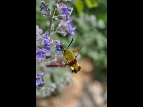 Hemaris fuciformis
