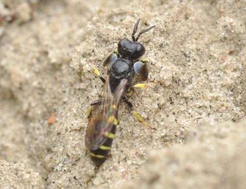 Crabro peltarius