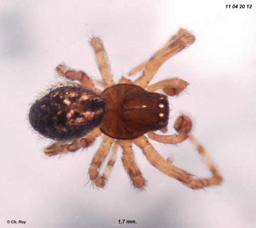Lathys humilis