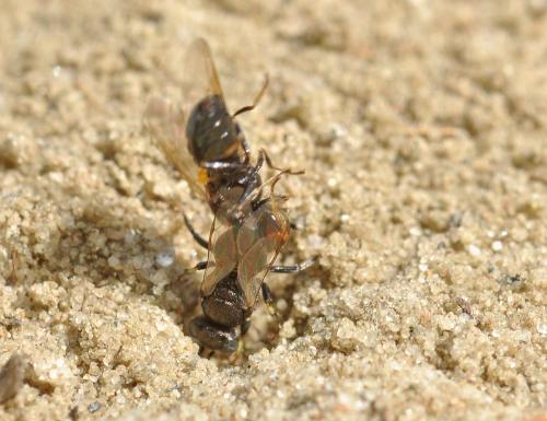 Oxybelus sp.