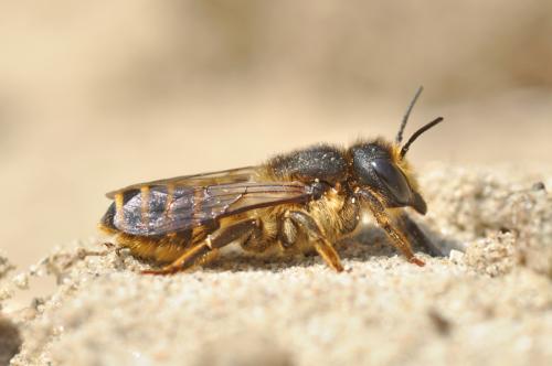 Réf. 70 980 : Megachile ericetorum